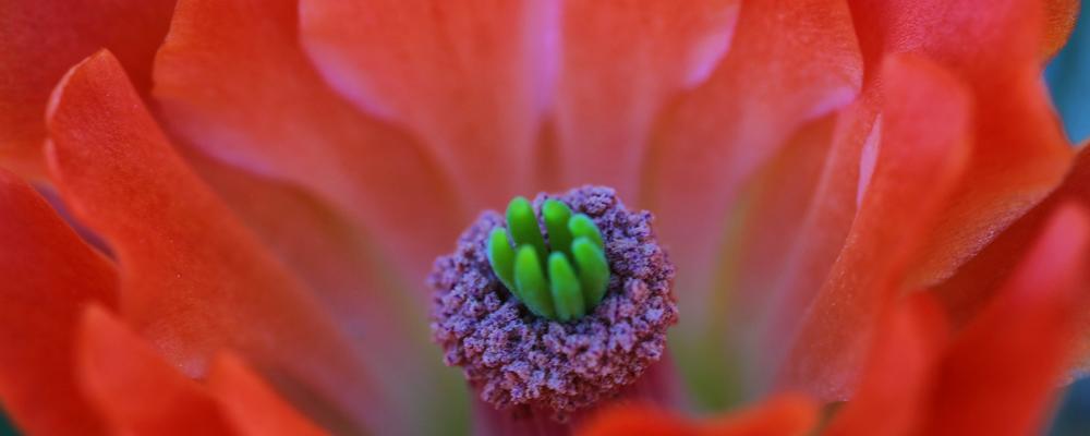 Desert Ranch in bloom